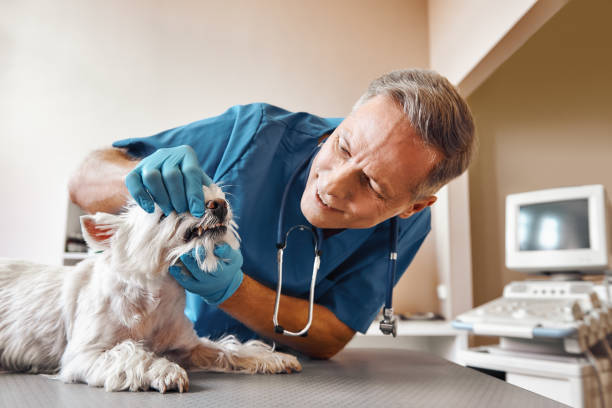 Best Pediatric Emergency Dentist in Westernport, MD